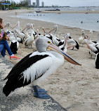 Pelican Feeding