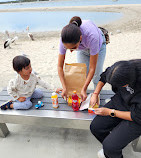 Pelican Feeding