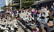 Pelican Feeding