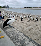 Pelican Feeding