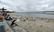 Pelican Feeding