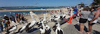 Pelican Feeding