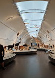 Museum of Natural Sciences