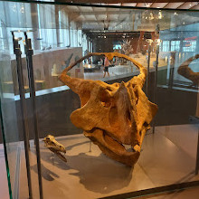 Museo di Scienze Naturali