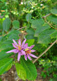 USF Botanical Gardens