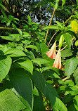 USF Botanical Gardens