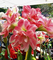 USF Botanical Gardens