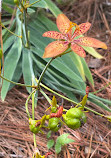 USF Botanical Gardens