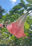 USF Botanical Gardens