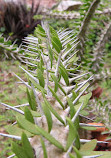 USF Botanical Gardens