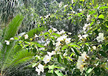 USF Botanical Gardens