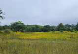 Saginaw Forest Trailhead