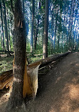 Saginaw Forest Trailhead