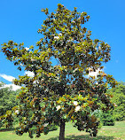 Arboreto nazionale degli Stati Uniti