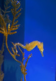 Birch Aquarium at Scripps Institution of Oceanography