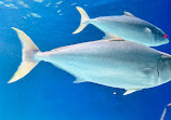 Birch Aquarium at Scripps Institution of Oceanography