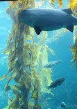 Birch Aquarium at Scripps Institution of Oceanography