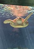 Birch Aquarium at Scripps Institution of Oceanography