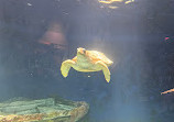 Birch Aquarium at Scripps Institution of Oceanography