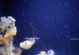 Birch Aquarium at Scripps Institution of Oceanography