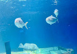 Birch Aquarium at Scripps Institution of Oceanography