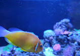 Birch Aquarium at Scripps Institution of Oceanography