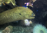 Birch Aquarium at Scripps Institution of Oceanography