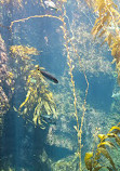 Birch Aquarium at Scripps Institution of Oceanography