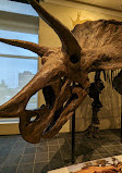 Canadian Museum of Nature