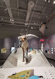 Museo Canadiense de la Naturaleza