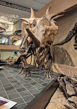 Canadian Museum of Nature