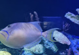 Acuario