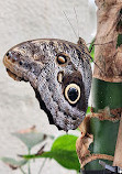 Dubai Butterfly Garden