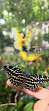 Dubai-Schmetterlingsgarten