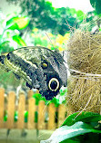 Dubai Butterfly Garden