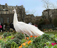 Jardin d'Acclimatation