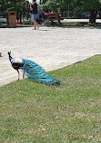 Jardin d'Acclimatation