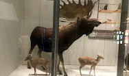 المتحف الوطني للتاريخ الطبيعي