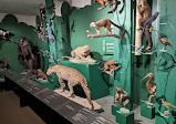 Senckenberg Museum of Natural Sciences