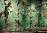 Senckenberg Museum of Natural Sciences