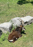 Salzburg Zoo Hellbrunn