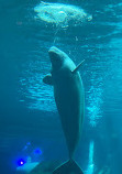 Georgia Aquarium