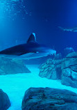 Georgia Aquarium