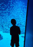 Georgia Aquarium