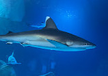 Georgia Aquarium