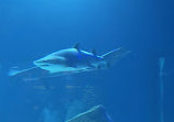 Georgia Aquarium