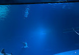 Georgia Aquarium