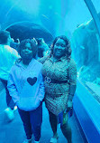 Georgia Aquarium