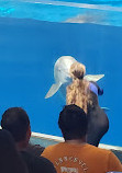 Georgia Aquarium