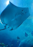 Georgia Aquarium